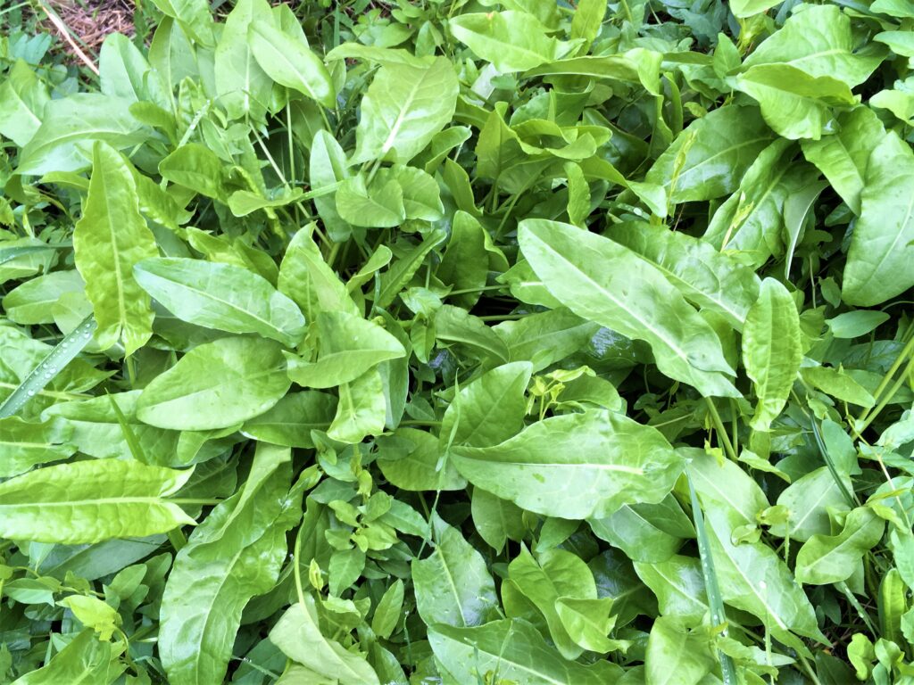 sorrel leaf (Feuille de Dah)